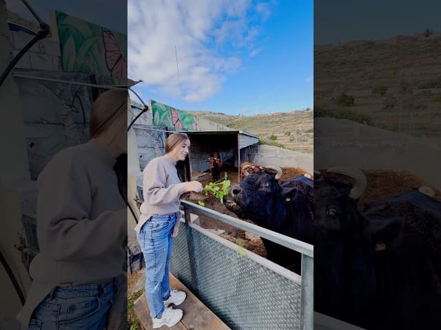 La Ventita de Cholucas es un restaurante en Fasnia, Tenerife, ideal para familia