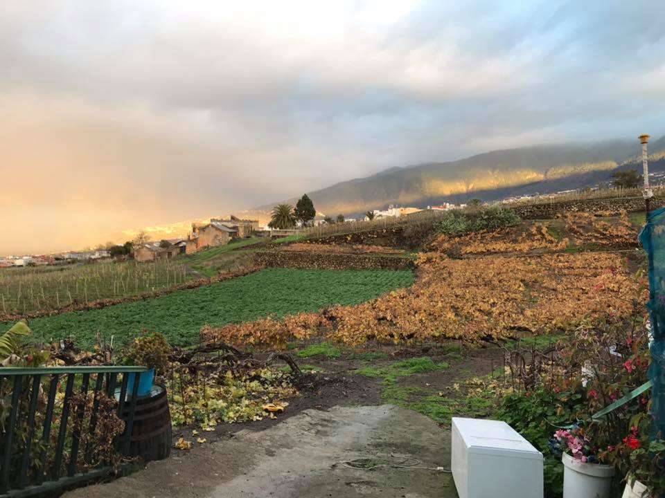 Guachinche El Laurel (Orotava) — foto 2