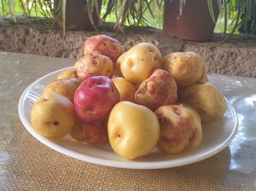 Guachinche Las Galanas (Los Realejos) — foto 5